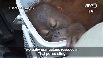 Baby orangutans rescued in Thai police sting