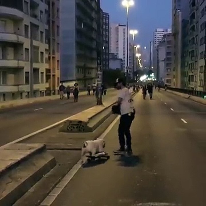 Trời ơi coi lại vẫn thấy cưng chó nhà ai mà giỏi quá chừng !!