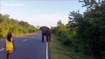 Courage ou folie, cette petite fille fait reculer un éléphant en levant sa main