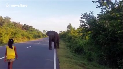 Courage ou folie, cette petite fille fait reculer un éléphant en levant sa main