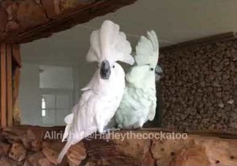 Download Video: Cockatoo Squawks at Reflection in Mirror