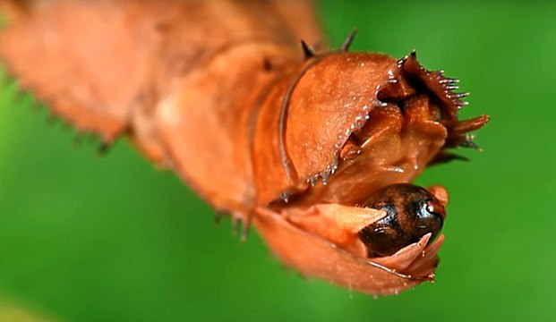 Không ít người từng khóc thét khi vô tình chạm tay vào con vật này