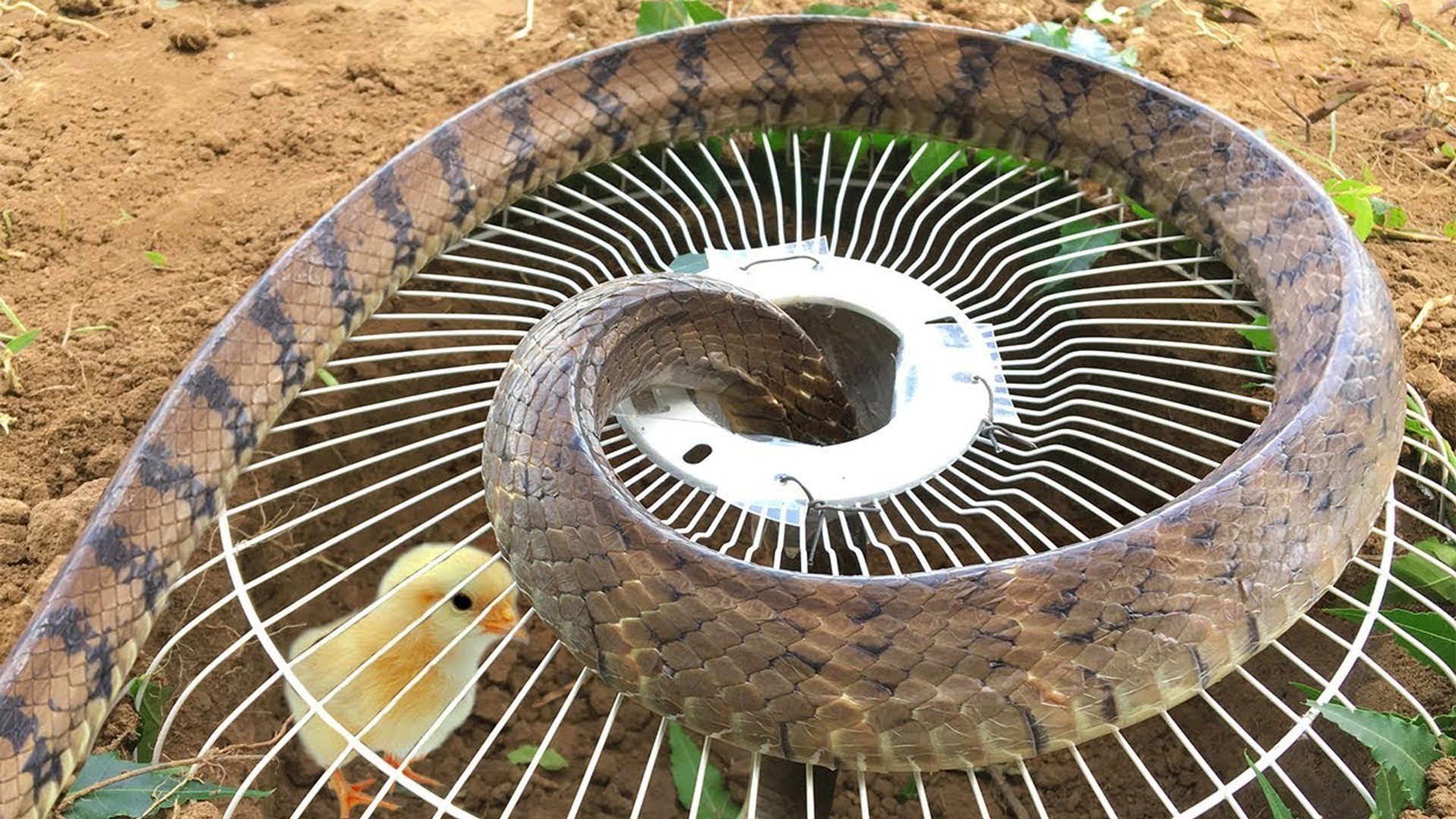 Snake Trap Using Electric Fan Guard and Digging Hole To Catch