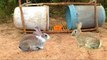 Amazing Quick Rabbit Trap Using Buckets - How To Make Rabbit Trap & Plastic Buckets Work 100%