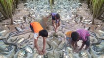 Wow! Amazing Children Fishing - How To Catch Fish By Hand In Cambodia - Catch A Lot Of Fish