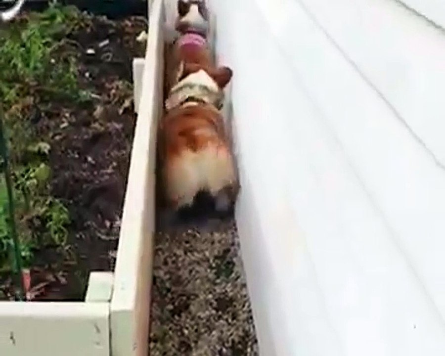 Double bubble butt wiggle