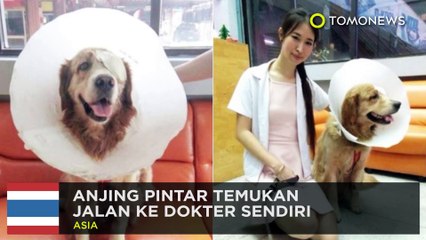 Download Video: Anjing pintar: anjing lawan ular piton demi lindungi kucing - TomoNews