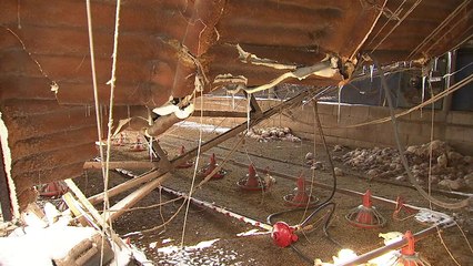 무너지고 주저앉고...출하 앞둔 닭 떼죽음 / YTN