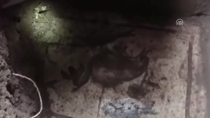 Kaçak Kazı Alanında Mozaik Bulundu