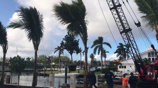 Landscaping | Palm Tree with Crane | Pink and Green