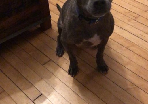 Loyal Dog Helps Owner Remove Socks