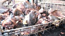 Cote d´ivoire : Abidjan, Viande de Chien au Menu !