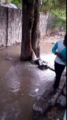 आप ने कभी पेड़ से पानी निकलते देखा है नही न तो देखो ,,,