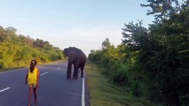 Une petite fille fait reculer un éléphant (Sri Lanka)