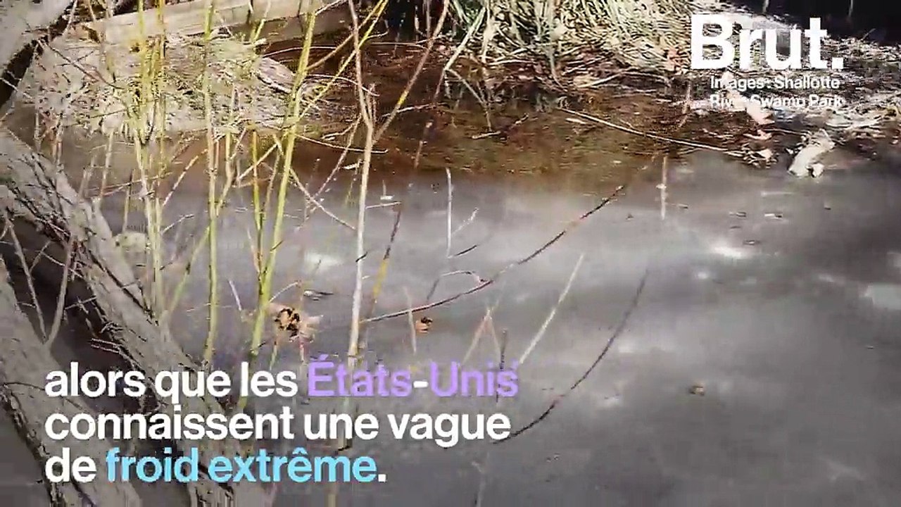 États-Unis : des alligators se laissent geler dans l’eau pour survivre à la vague de froid