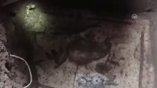 Kaçak Kazı Alanında Tarihi Mozaikler Bulundu