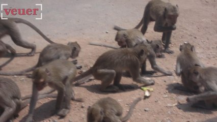 Monkeys In Florida Could Spread Herpes