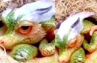 Cute Baby Dragon Discovered, Are They Real