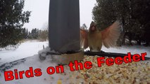 Birds on the Feeder - Close Up GoPro Action of Some Common Wisconsin Feeder Birds!