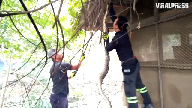 Python Regurgitates A Rooster