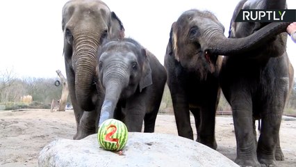 Zoo de Berlim faz festa para elefante