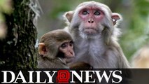 Florida monkeys could pass killer herpes to people