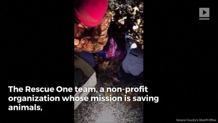 Abandoned Roadside Puppies Rescued From Winter Weather