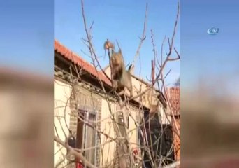 Kedi Fareyi Böyle Köşeye Sıkıştırdı