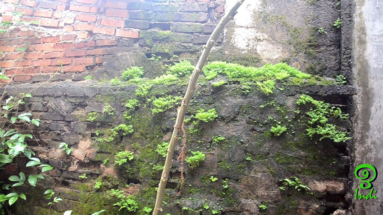Okra Seeds Germination on the Tree