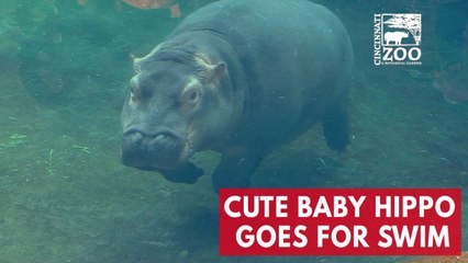 Cute baby hippo Fiona goes for a swim at Cincinnati Zoo