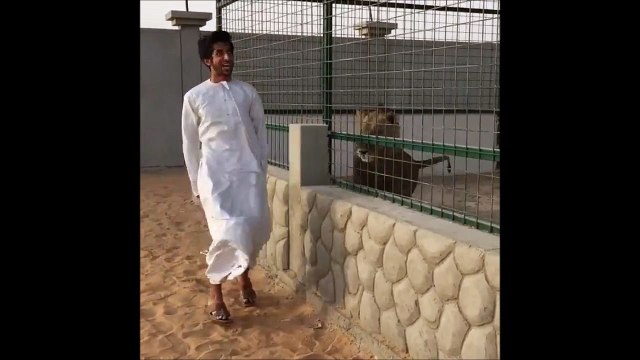 Il fait le malin tant que le lion est en cage mais une fois libéré il change d'attitude... Ahaha
