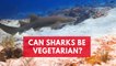 Vegetarian Sharks? Scientists Discovered Bonnethead Sharks Can Survive On A 90 Percent Seagrass Diet