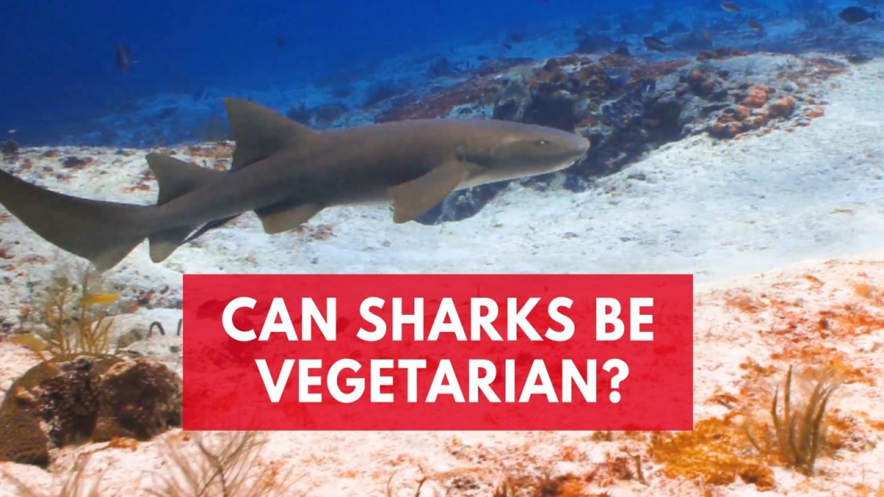 Vegetarian Sharks? Scientists Discovered Bonnet...