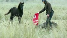 Man rescues chained wild horse, But moments later receives the most incredible thank you for saving it’s life