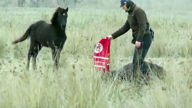 Man rescues chained wild horse, But moments later receives the most incredible thank you for saving it’s life