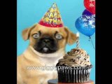 Pug Sings Happy Birthday - Hilariously Funny Dog Video