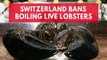 Switzerland bans citizens from boiling lobsters alive