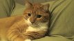 A Cat's Thoughts on Charlie Sheen-2aw9qHl0x_M
