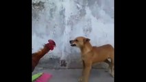 Cock horribly fight with a dog great fight must watch
