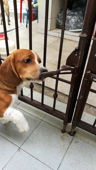 Beagle Outsmarts Gate