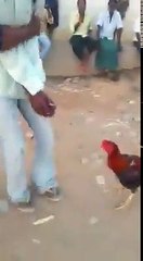 Cock Attack