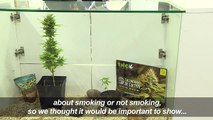 Cannabis museum celebrates legal weed in Uru