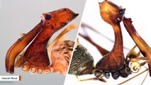 Newly Discovered Spiders Look Like Pelicans
