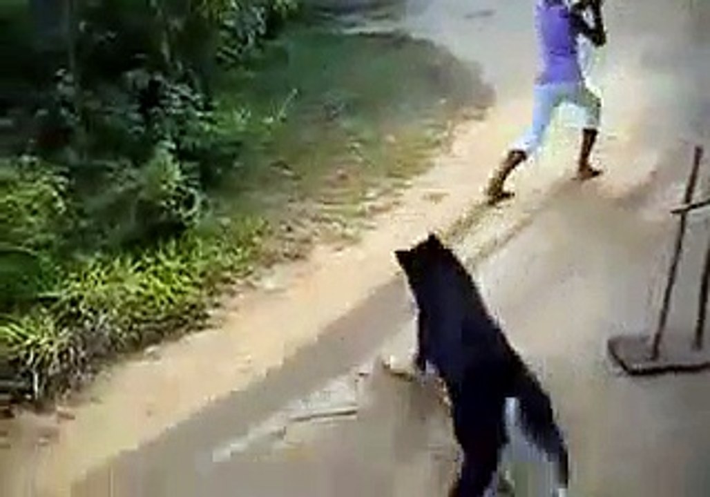 dog playing cricket with guys ,most cute