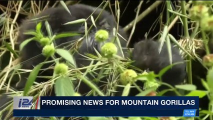 i24NEWS DESK | Promising news for mountain gorillas | Friday, January 12th 2018