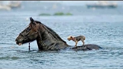 Animals Heroes - Animals Help and Rescue Other Animals -Try to watch and not Cry