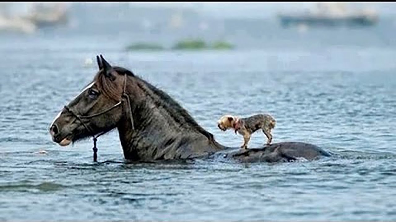 Animals Heroes - Animals Help and Rescue Other Animals -Try to watch and not Cry