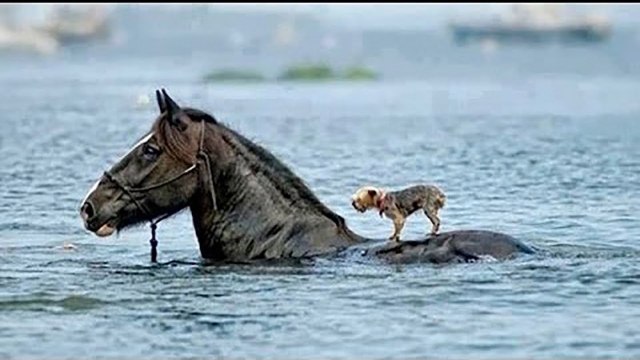 Animals Heroes - Animals Help and Rescue Other Animals -Try to watch and not Cry