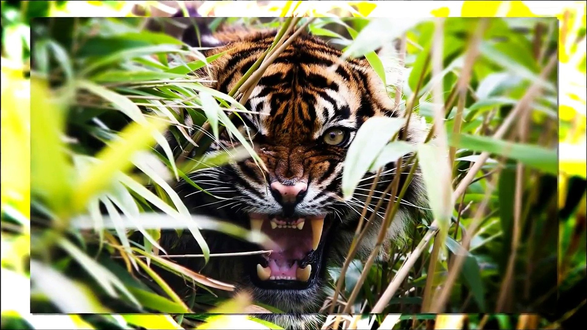 ⁣ЖИВОТНЫЕ МАНЬЯКИ . СЕРИЙНЫЕ УБИЙЦЫ . ТОП 10