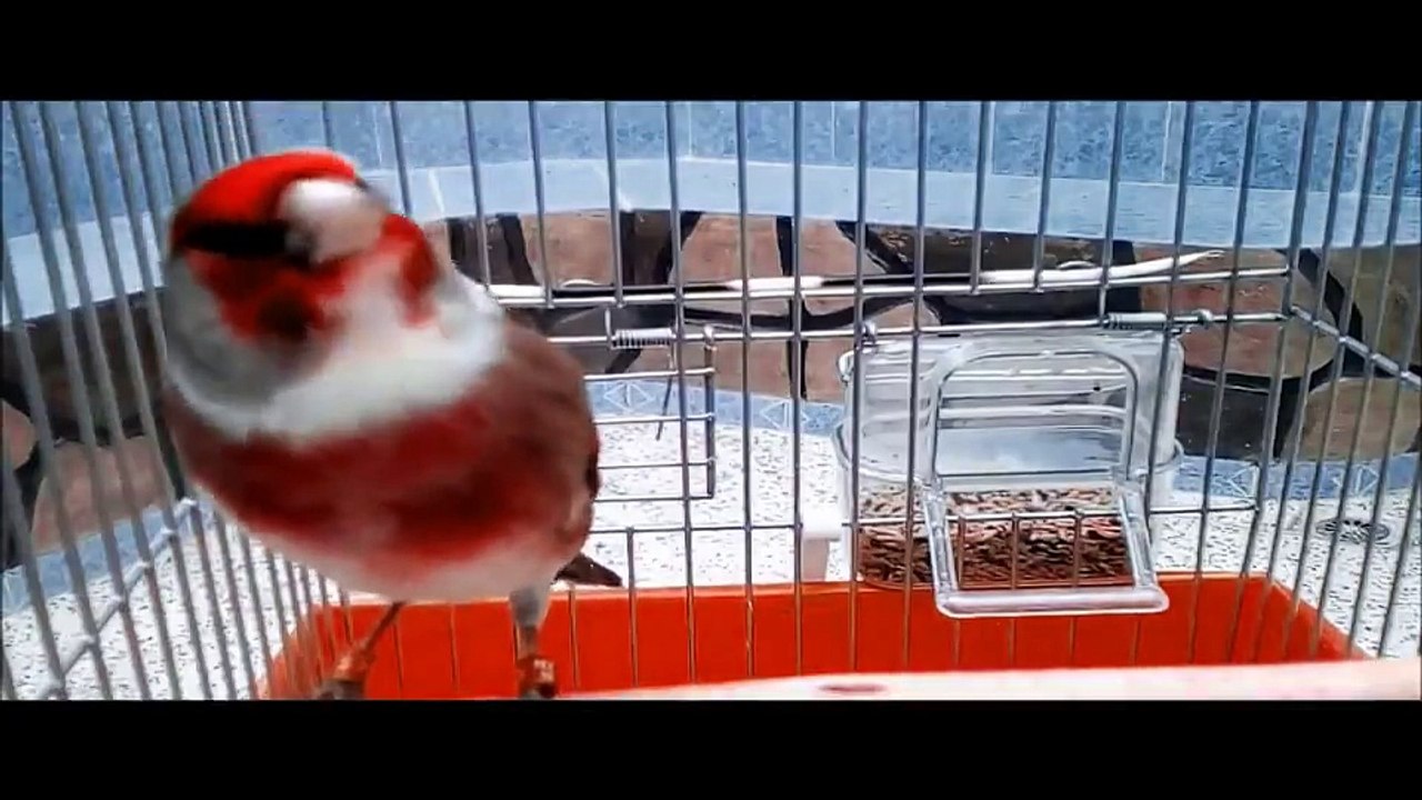 La Star du Chant d'oiseaux